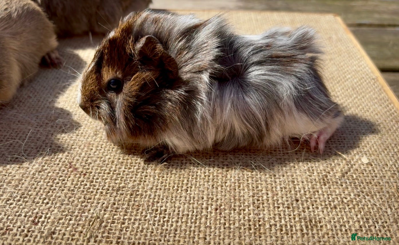 Guinea Pig rodents Beautiful young sows - funky & crested  - Advert 2