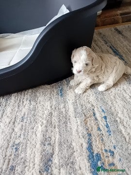 Maltipoo dogs for sale: Truly Outstanding Maltipoo Puppies in Hartlepool - Advert 6