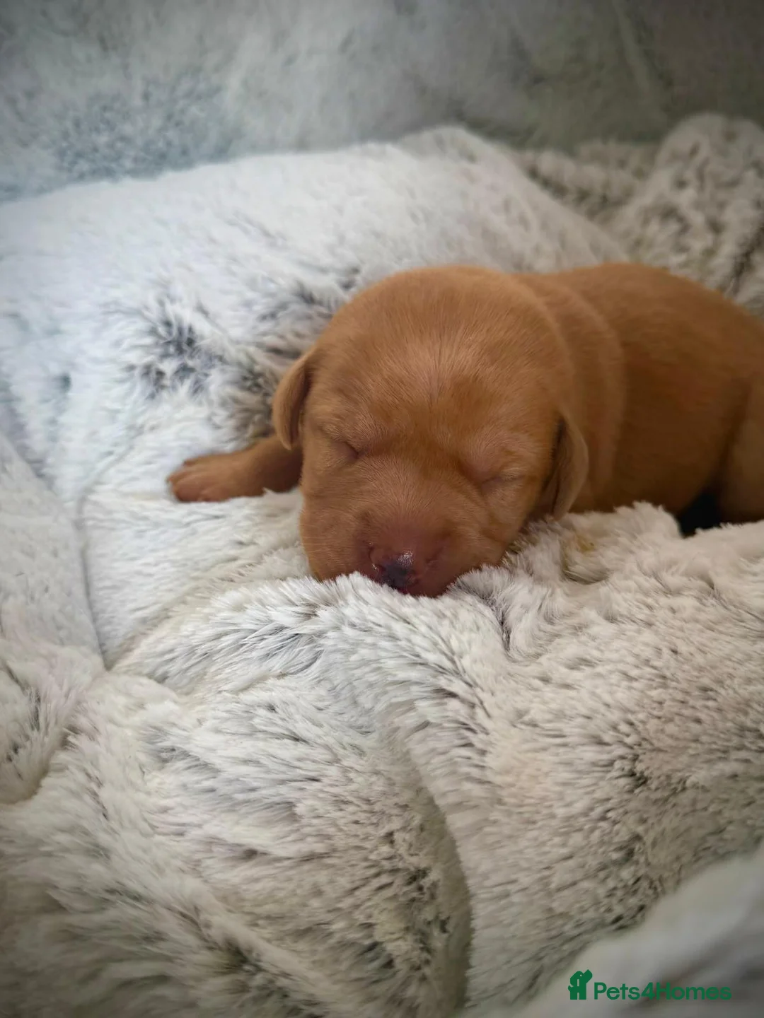Labrador Retriever dogs for stud: Stunning Fox Red Labrador (Stud) PEDIGREE PROVEN - Advert 29