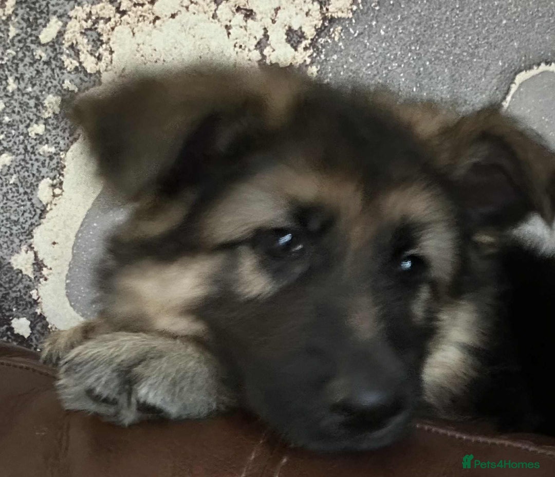 German Shepherd dogs for sale: Pure breed German shepherd puppy girl - Image 7