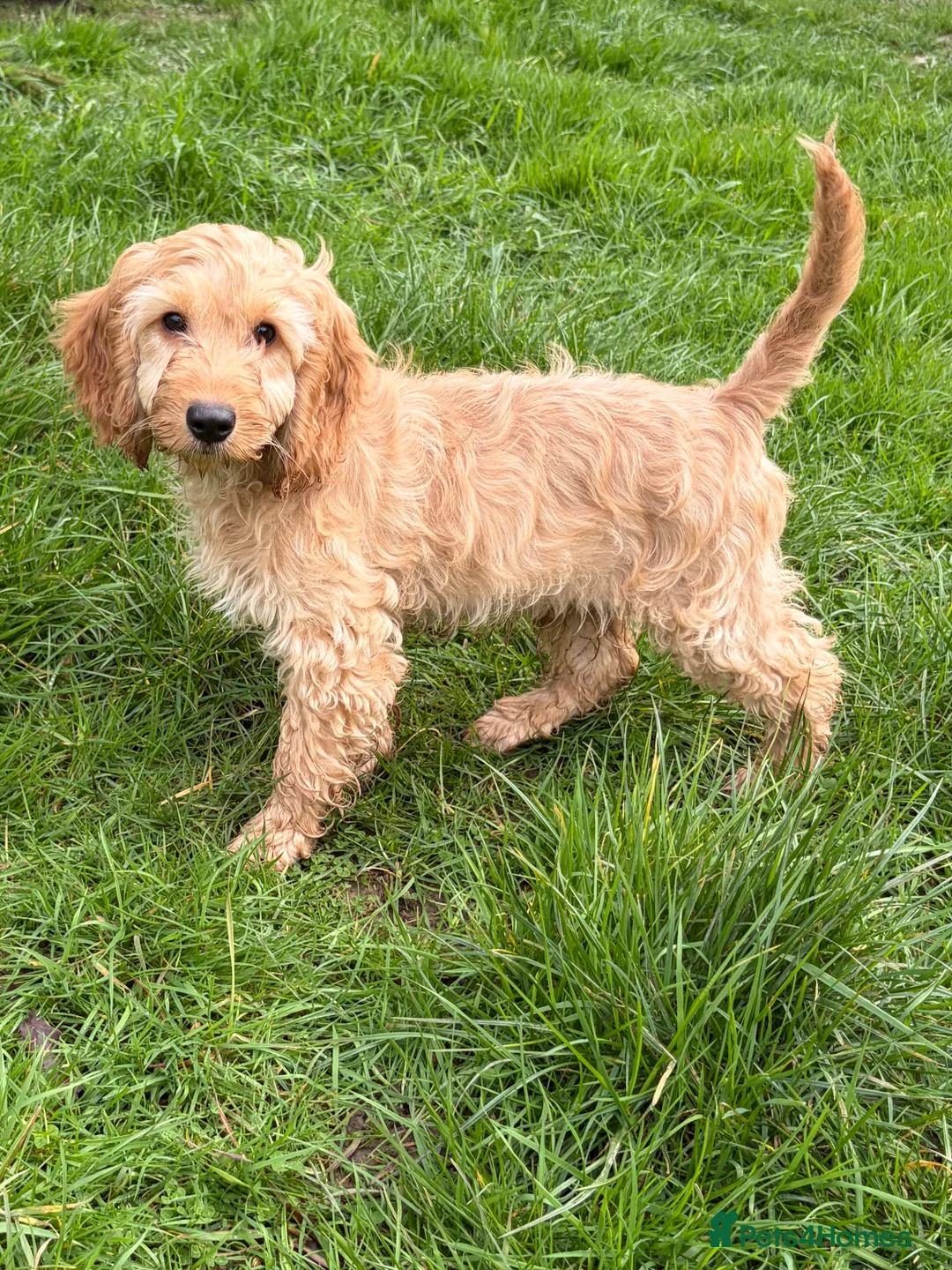 Cavapoo dogs for sale: Gorgeous Cavapoo Boy - Loyal, Loving Companion - Advert 1