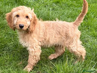 Cavapoo dogs Beautiful F1 Cavapoo Puppies - Advert 9