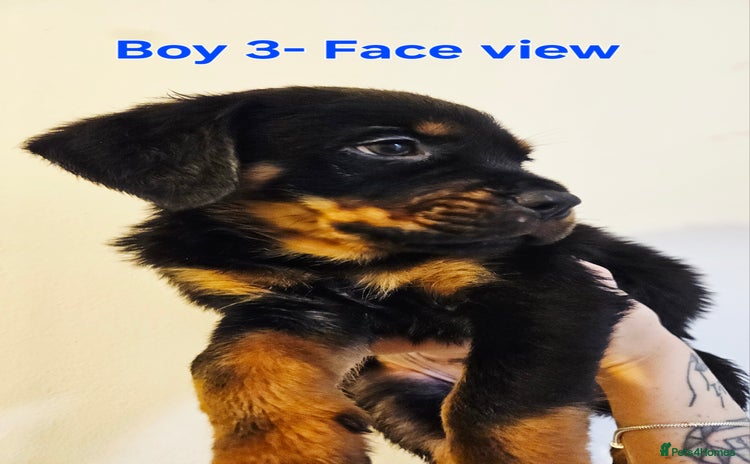Rottweiler dogs in Battle - Advert 4