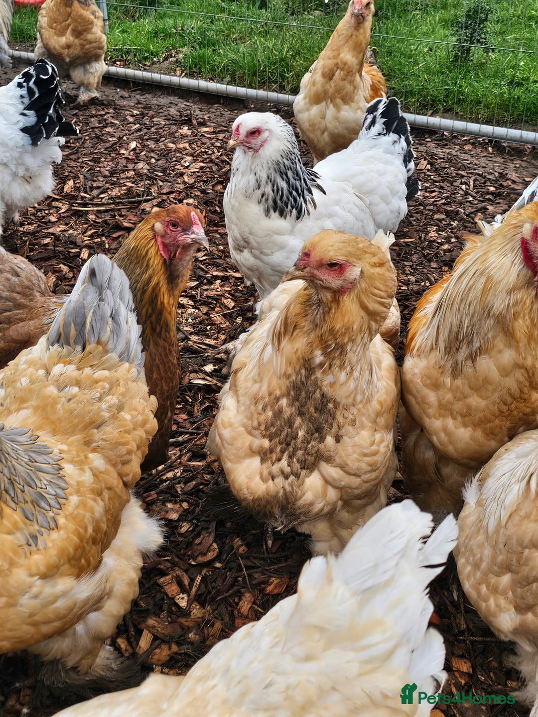 Chickens poultry for sale: Brahma, rhode island, sussex, ducks - Image 1