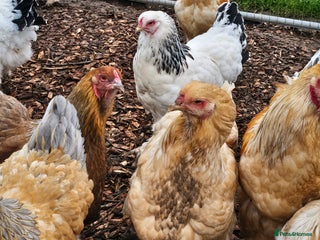 Chickens poultry for sale - Advert 1