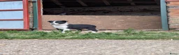 Border Collie dogs for sale: Border Collie Puppies for sale - Advert 9