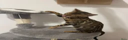 Bengal cats for sale: Beautiful Bengal Girl Kitten. Ready Now – TICA Reg - Advert 3