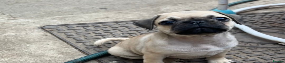 Pug Puppy 1