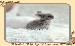 Mini Lop rabbits for sale: 🧡 Baby Mini Lops 🧡 Ready 22nd Oct 🧡 - Image 3