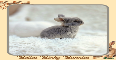 Mini Lop rabbits - Advert 11