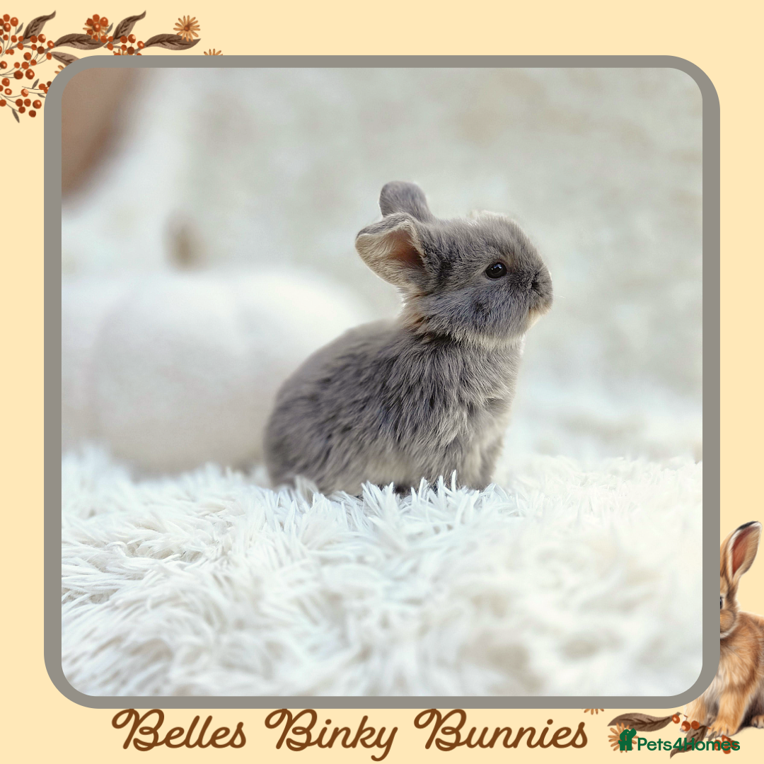 Mini Lop rabbits for sale: 🧡 Baby Mini Lops 🧡 Ready 22nd Oct 🧡 - Image 3