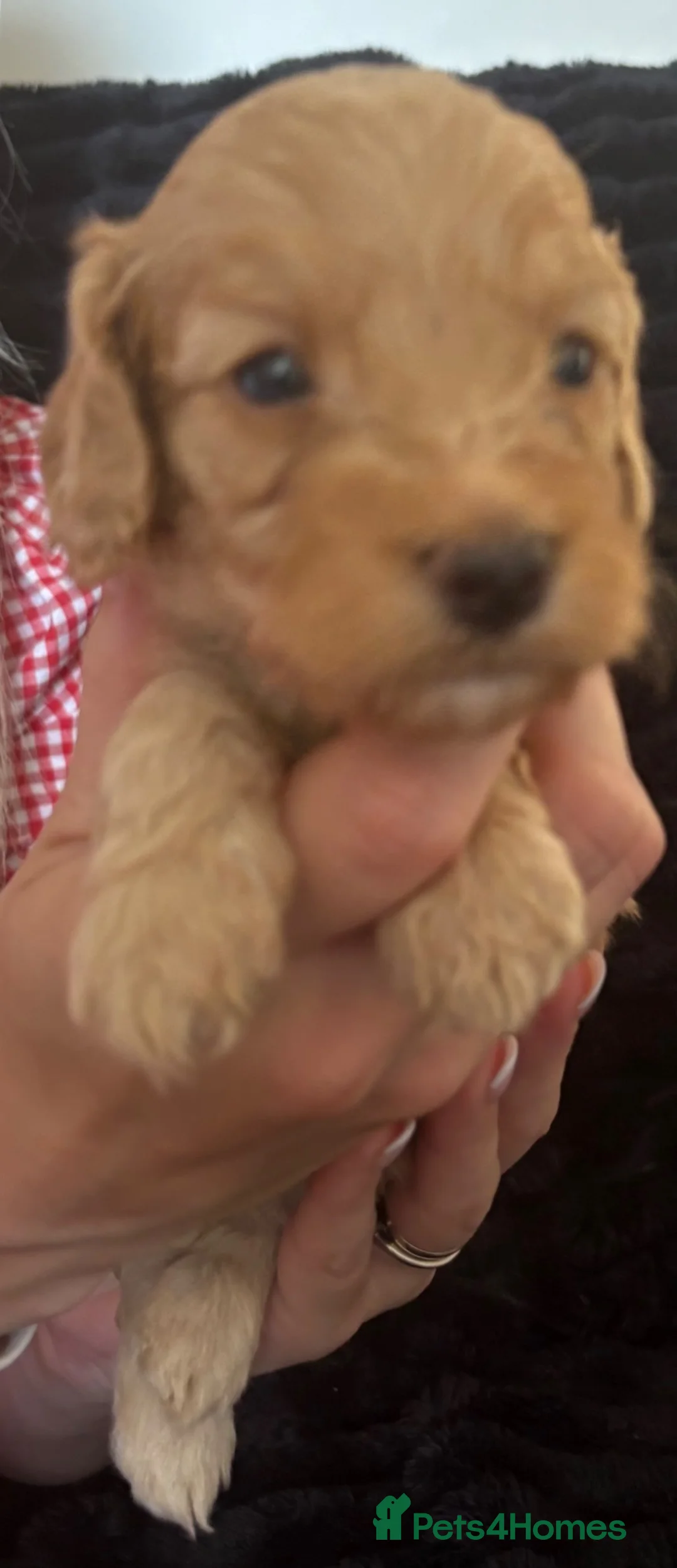 Cockapoo dogs for sale: Cockapoo pups ❤️ in Rhyl - Advert 2