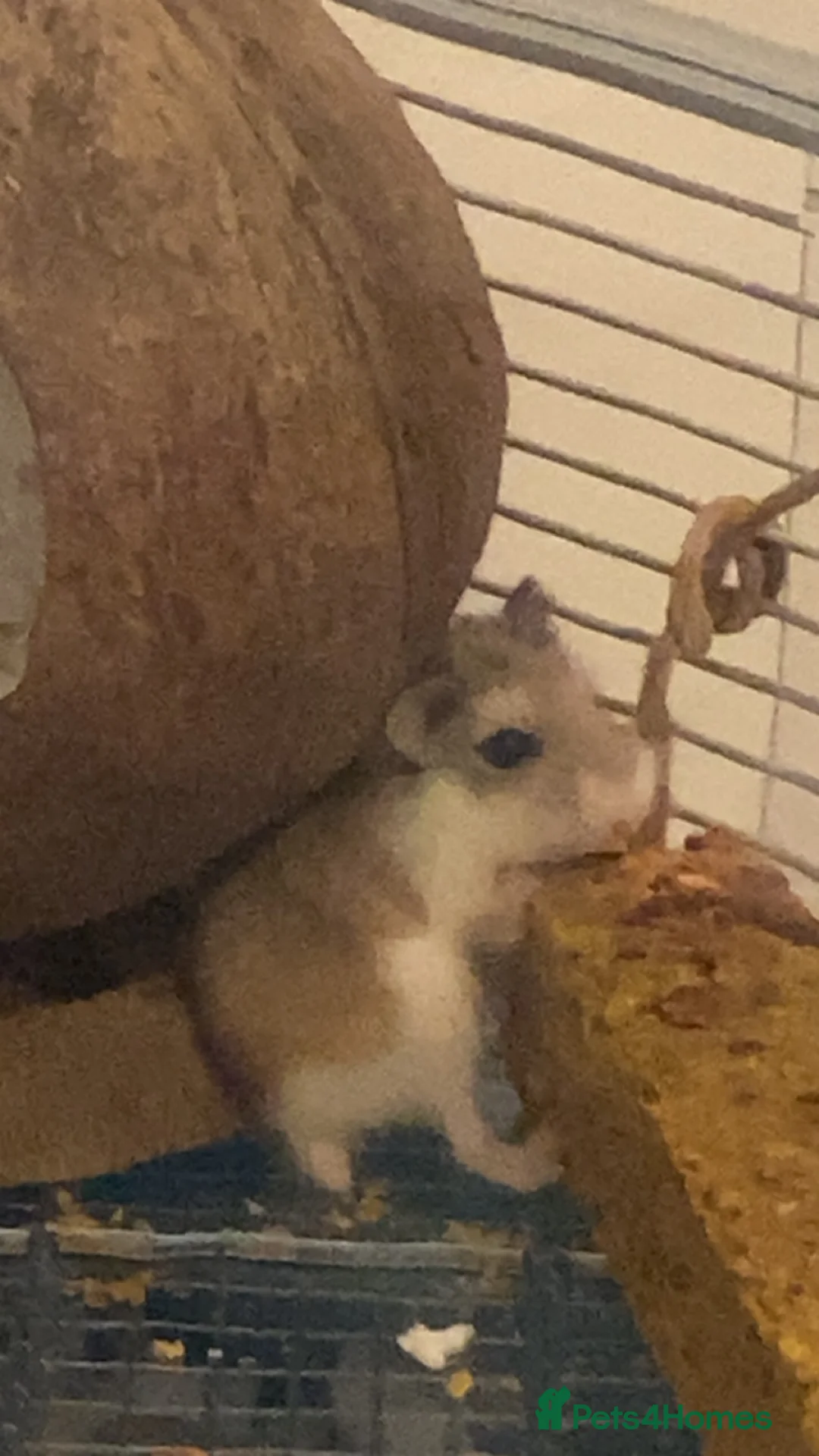 Hamster rodents for sale: Dwarf hampster 6 months in Widnes - Advert 1