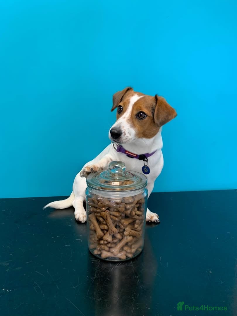Jack Russell dogs for sale: 2 Jack Russell Male Puppies For Sale  - Advert 1