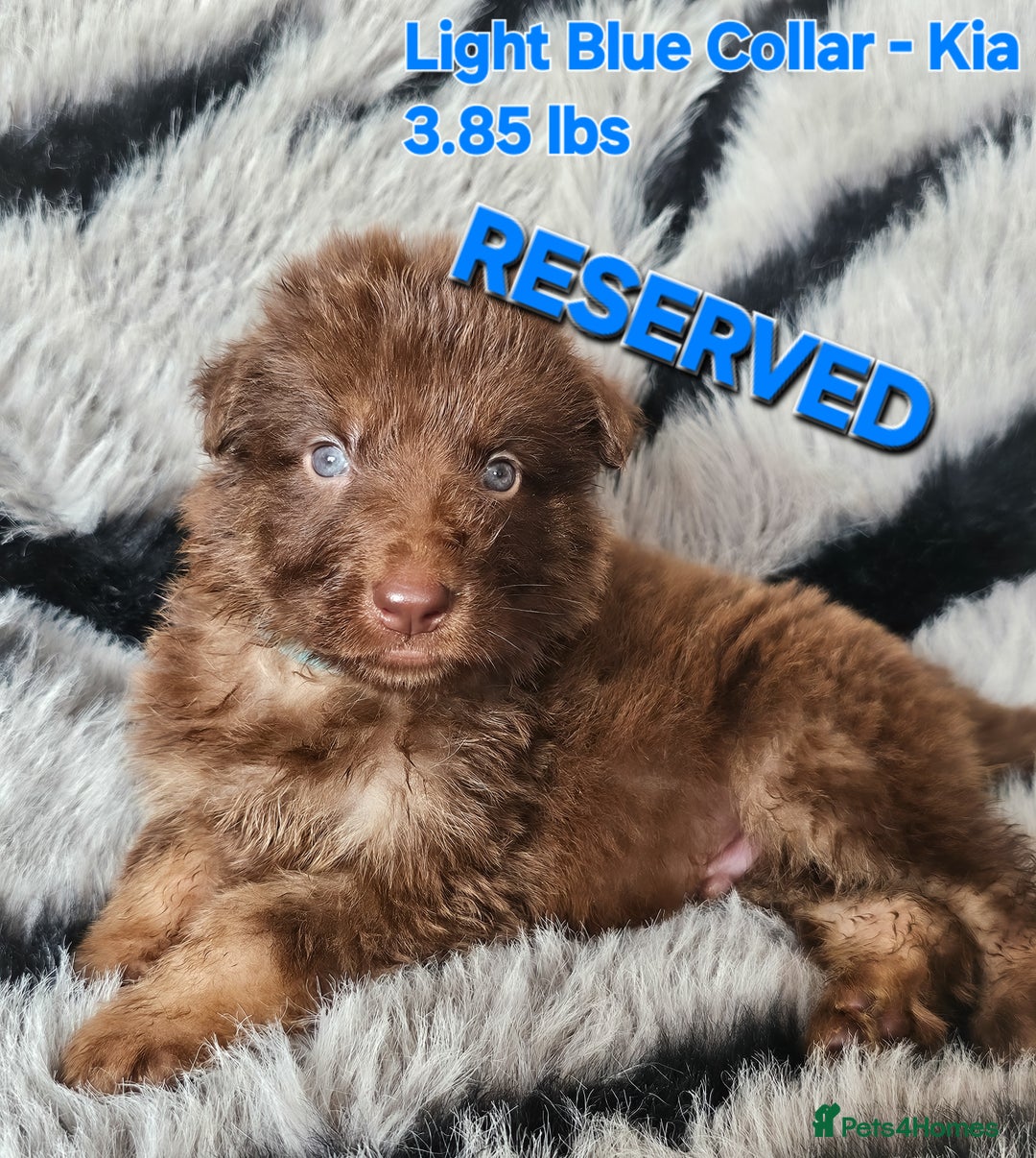 German Shepherd dogs for sale: 🔹️6 Health tested Pedigree gsp's available🔹️ - Image 11