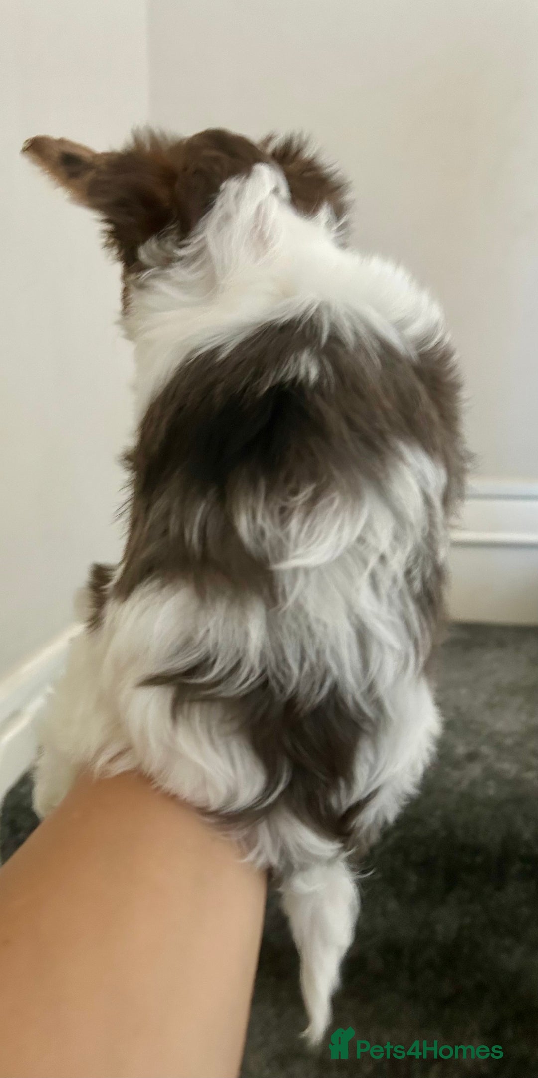 Yorkshire Terrier dogs for sale: Colourful Yorkshire terrier - Image 11
