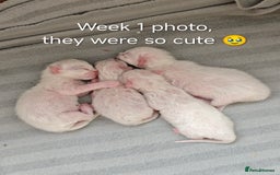 Ragdoll cats for sale: Ready Pedigree Lilac (Rare) Ragdoll Kittens - Image 14