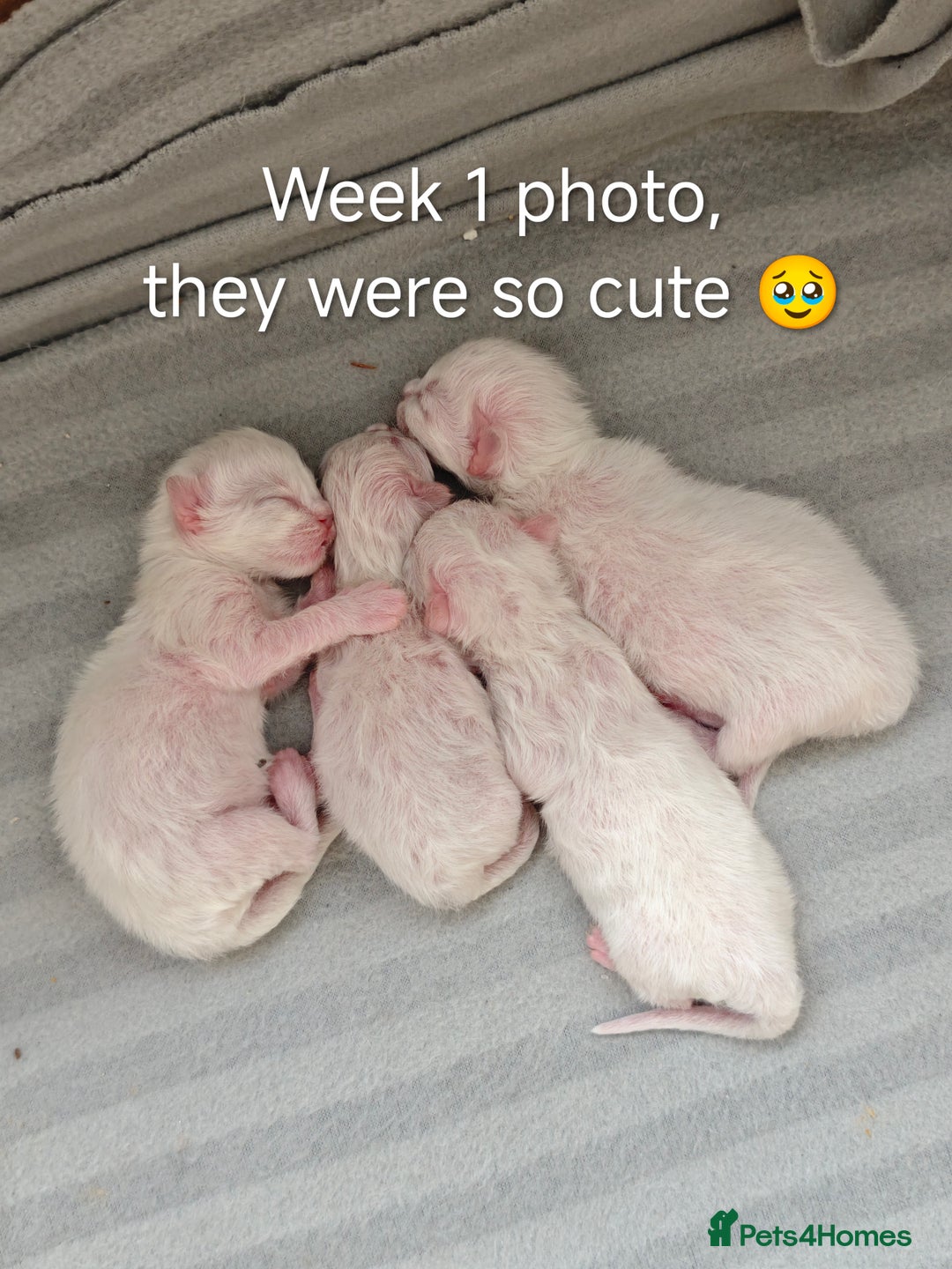 Ragdoll cats for sale: Ready Pedigree Lilac (Rare) Ragdoll Kittens - Image 14