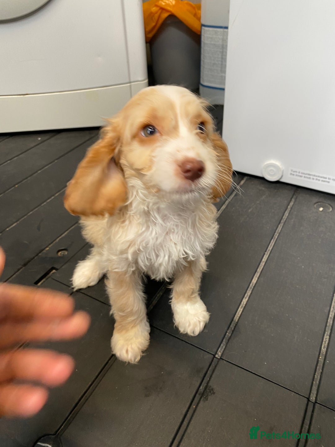 Cockapoo dogs for sale: AMAZING STUNNING F1 SHOW TYPE COCKAPOO  - Image 6