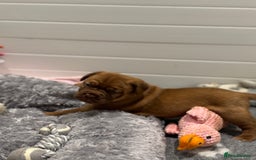 Dogue De Bordeaux dogs for sale: Stunning Quality Dogue de Bordeaux Puppies - Image 5