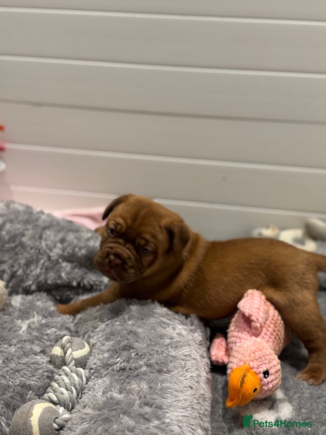 Dogue De Bordeaux dogs for sale: Stunning Quality Dogue de Bordeaux Puppies - Image 5
