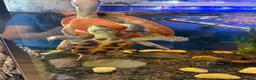Turtle reptiles for sale: Pink Bellied Turtle  - Advert 3
