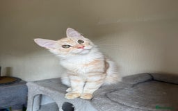 Maine Coon cats for sale: Stunning Maine coon kittens - Image 21