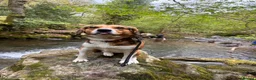 Mixed Breed dogs for sale: milo the beagle mix - Advert 2