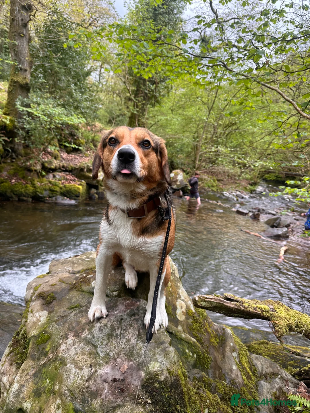 Mixed Breed dogs for sale: milo the beagle mix - Advert 2
