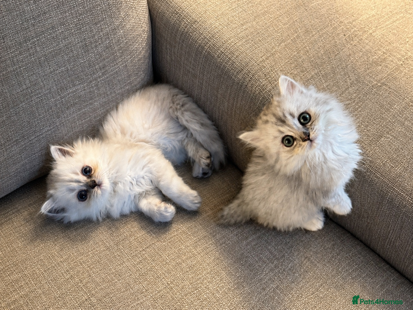 Persian cats Pure Persian Kittens for Sale: 2 Males & 2 Females - Advert 3