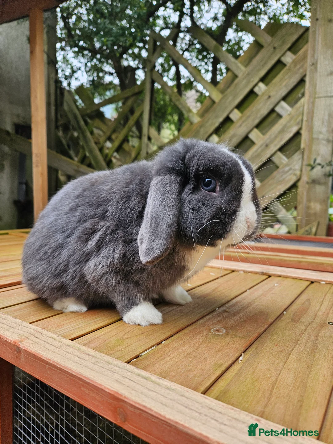 Mini Lop rabbits for sale: Mini lop bucks - Advert 1