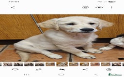 Golden Retriever dogs for sale: Kc Registered Boy - Image 1