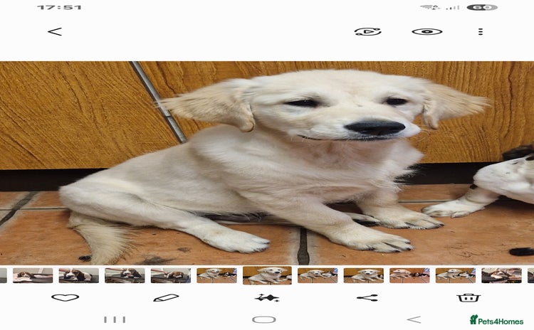 Golden Retriever dogs - Advert 1