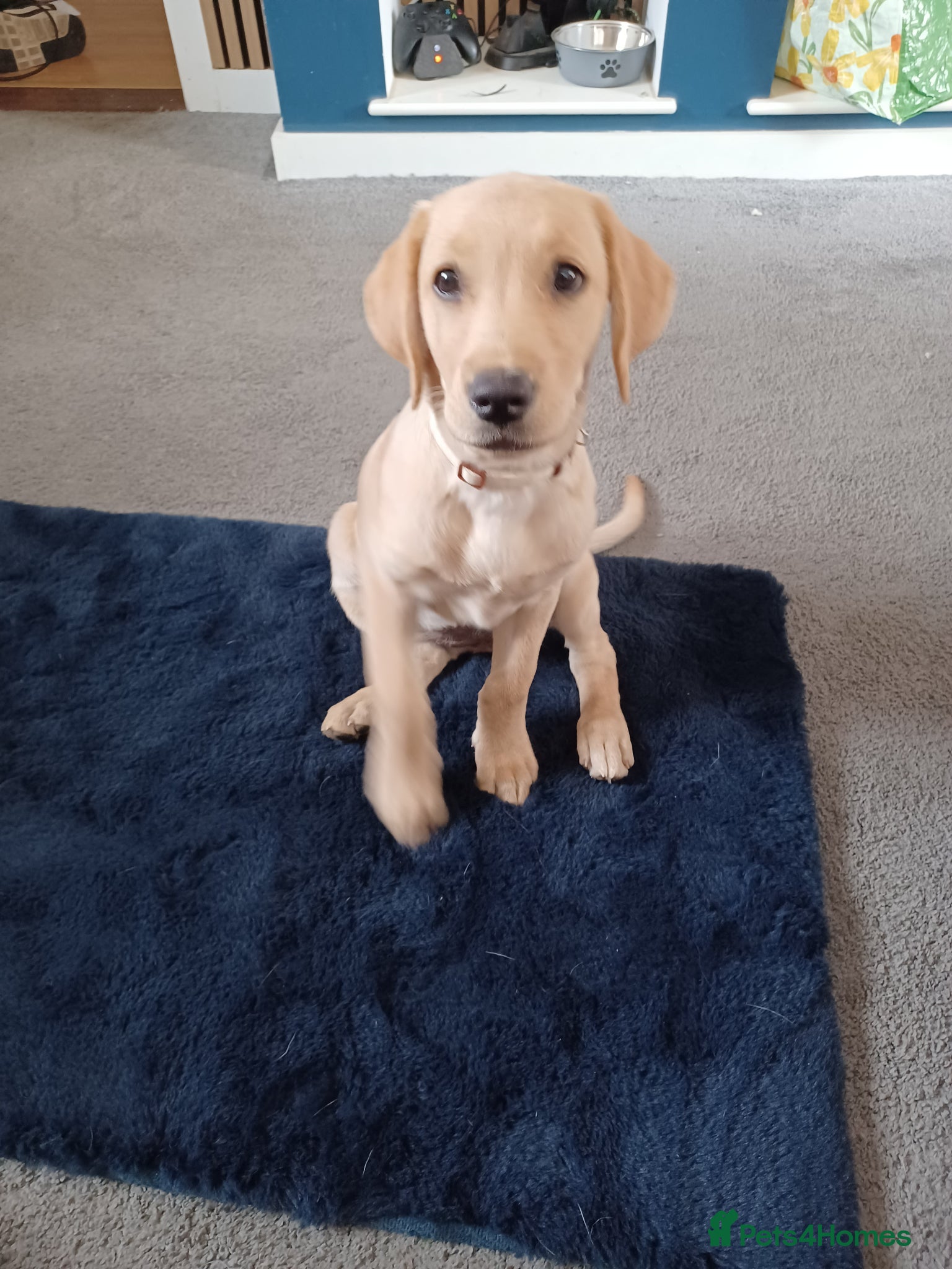 Labrador Retriever dogs Last golden girl looking for her forever home - Advert 1