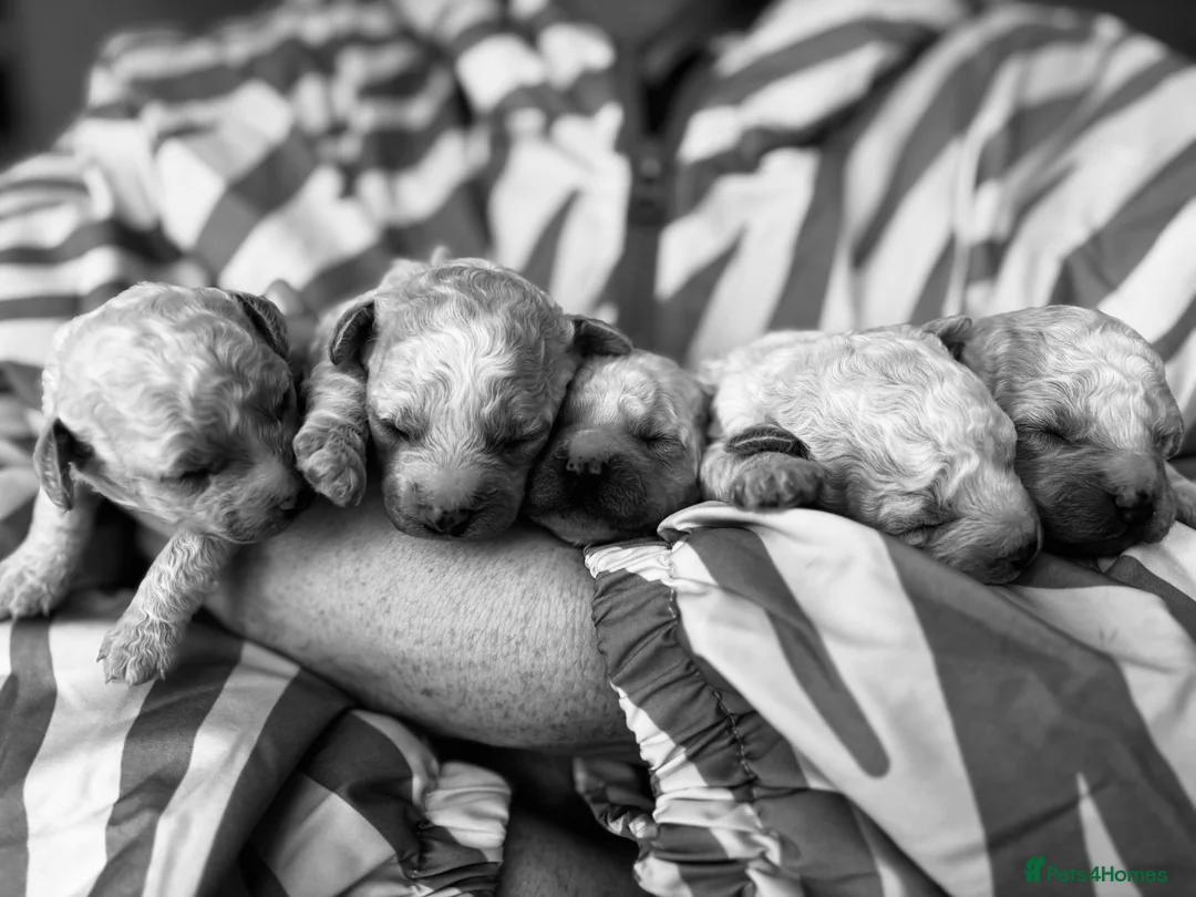 Bichon Frise dogs for sale: Bichon frise in Carlisle - Advert 7