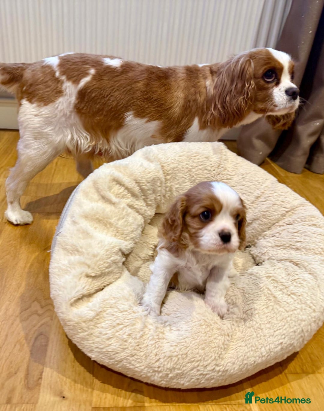 Cavalier King Charles Spaniel dogs for sale: King Charles Cavalier Blenheim boy available 🐶🥰 - Advert 2