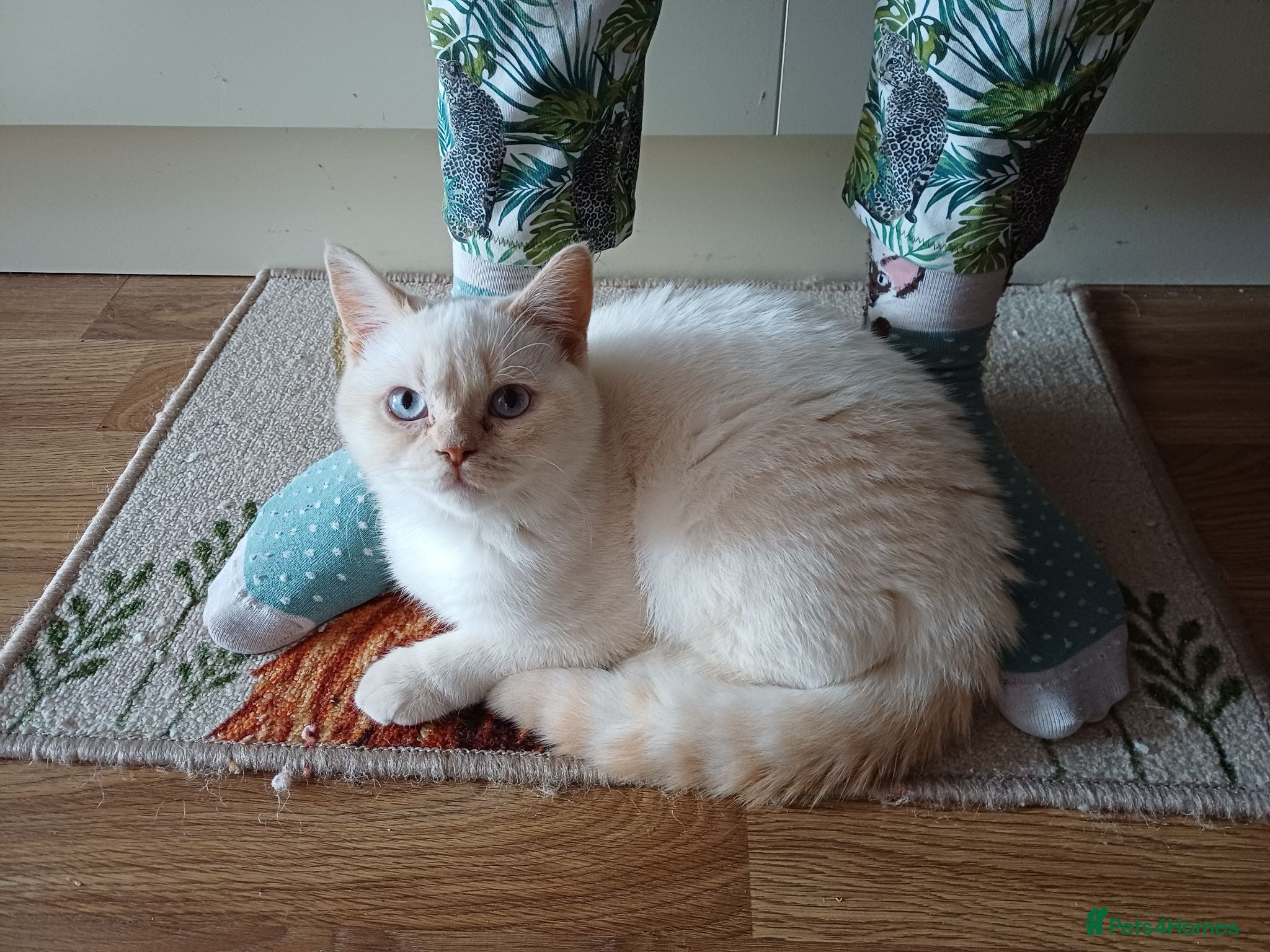 British Shorthair cats GCCF Cream Colourpoint Boy - Advert 2