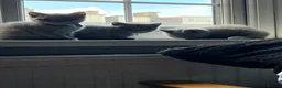 British Shorthair cats for sale: Pure British shorthair kittens - Advert 4