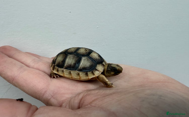 Tortoise reptiles - Advert 1
