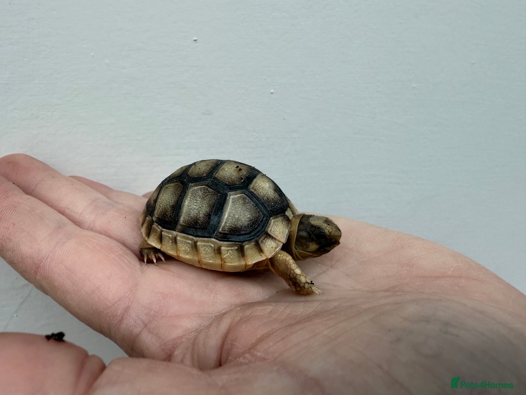 Tortoise reptiles for sale: Baby Marginateds tortoises for sale. Ready now  - Image 1