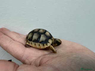 Tortoise reptiles Baby Marginateds tortoises for sale. Ready now - Advert 7