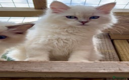 Ragdoll cats for sale: Cherubim Ragdoll Lilac Tabby male kitten - Image 1