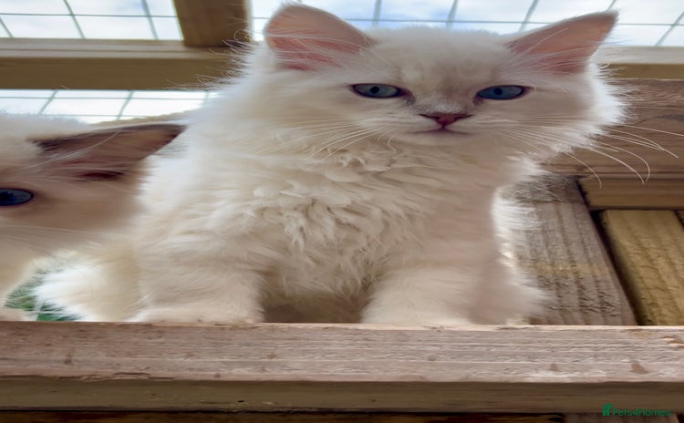 Ragdoll cats - Advert 11