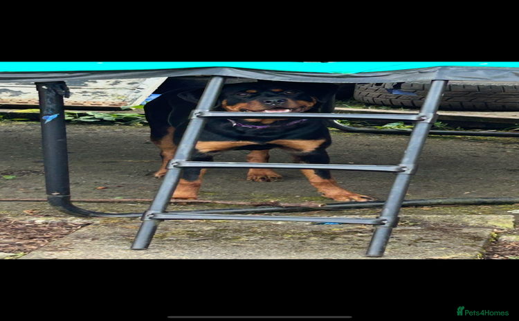 Rottweiler dogs - Advert 11