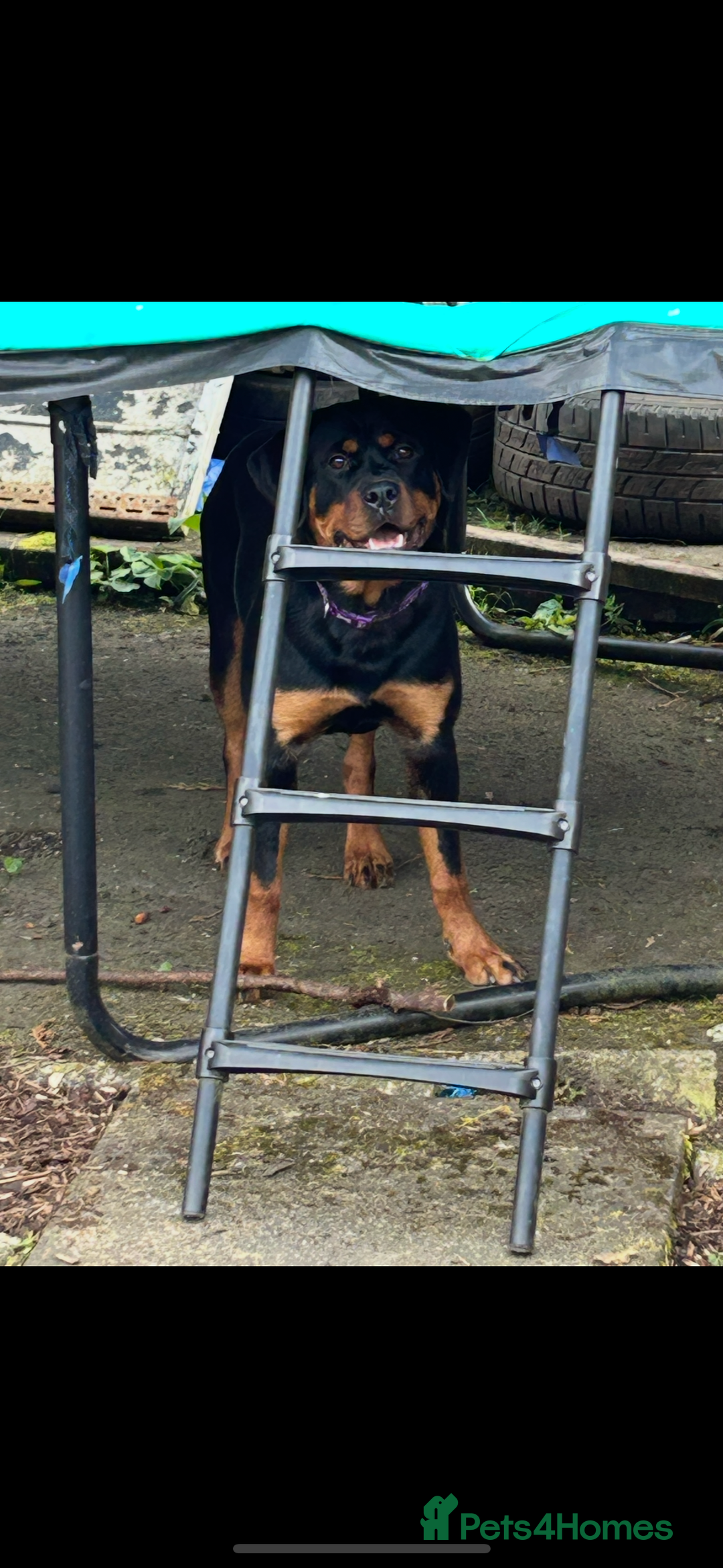 Rottweiler dogs for sale: Female Rottweiler  - Image 1