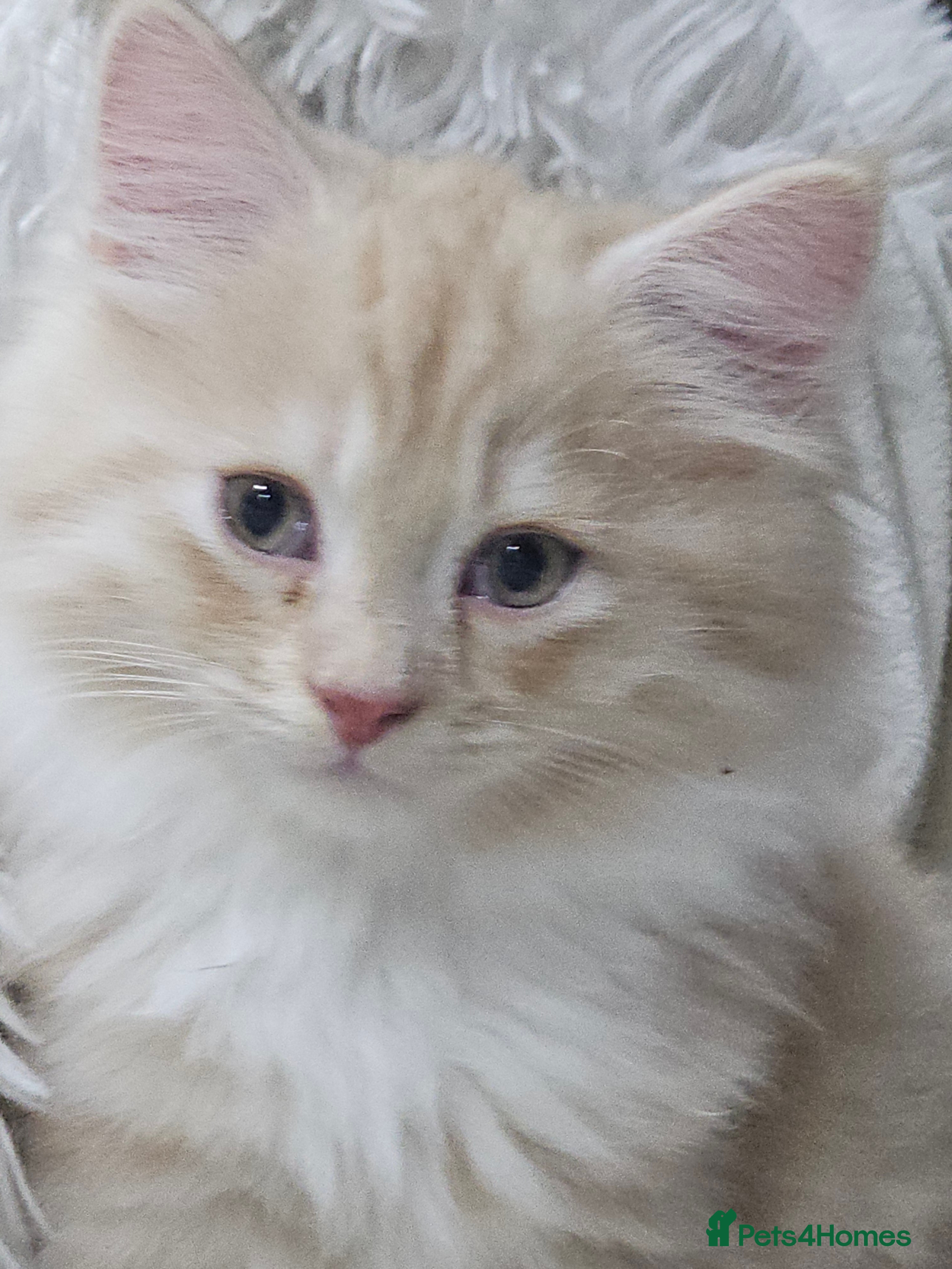 Persian cats Last kitten, Persian Adorable fluffy  kittens - Advert 17