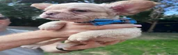 French Bulldog dogs for sale: Fully Vaccinated Fluffy French Bulldog Puppies - Advert 15