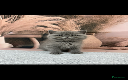 Exotic cats for sale: exotic  - Image 2