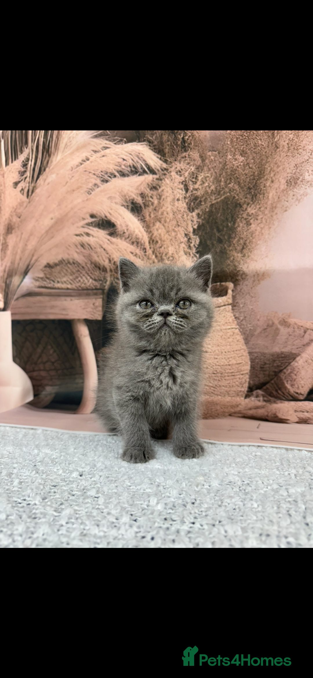 Exotic cats for sale: exotic  - Image 2
