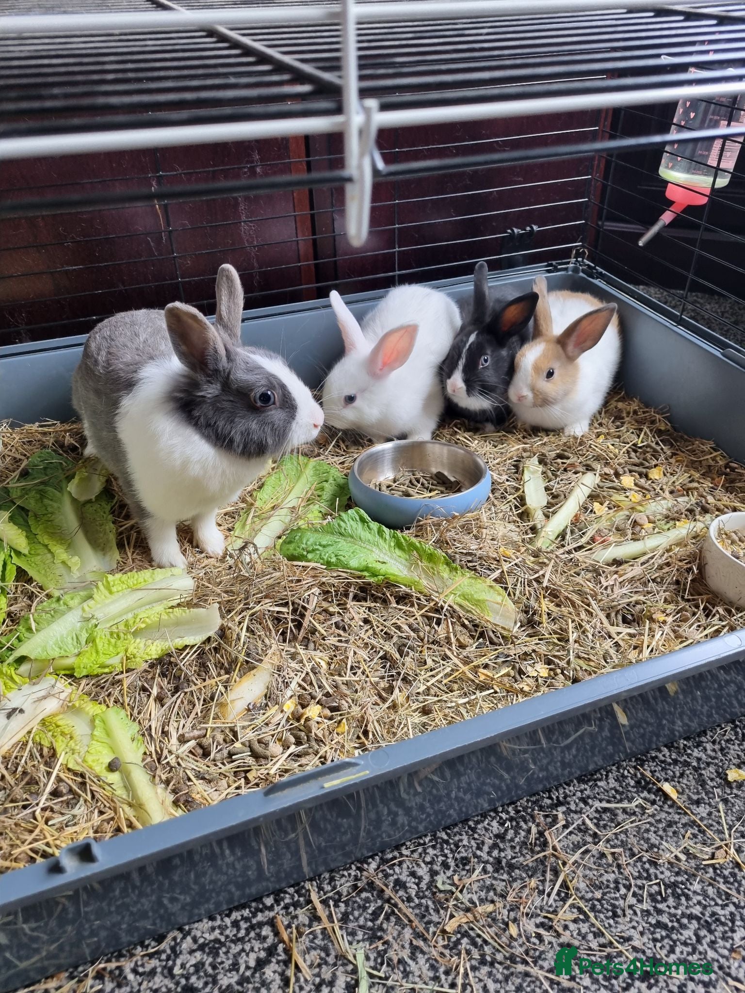 Mini Lop rabbits Mini lop - Advert 19